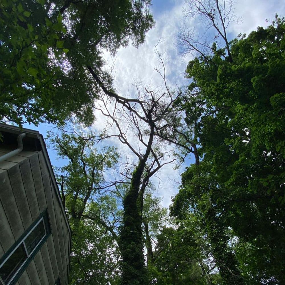 Tall trees with twisted branches against a blue sky, viewed from below near a house.