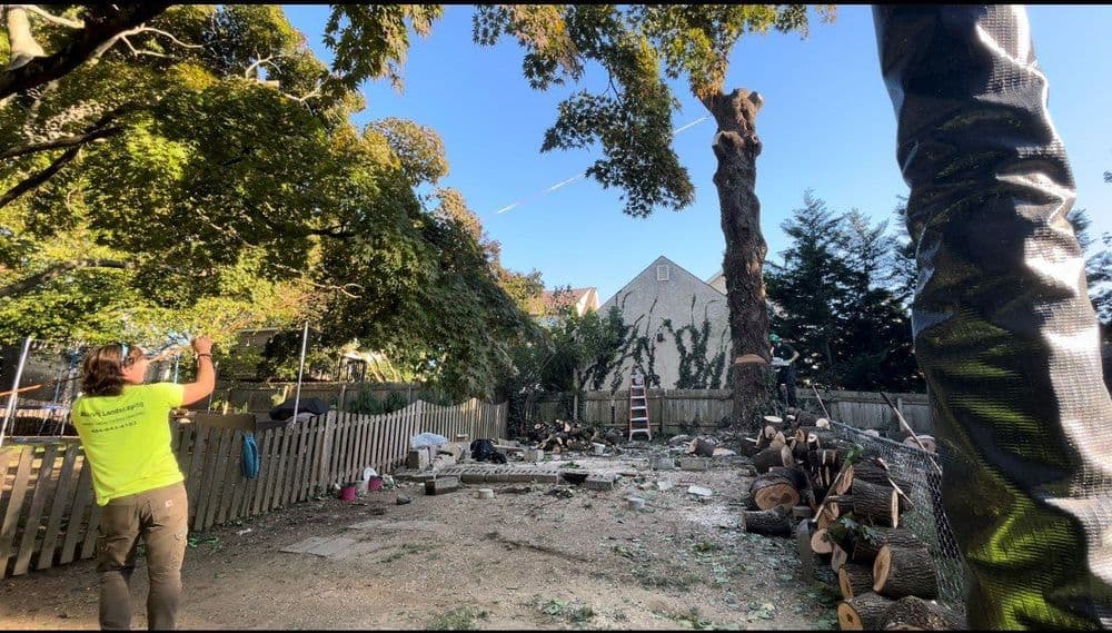 Tree removal in a backyard, with a worker using equipment and logs stacked nearby.