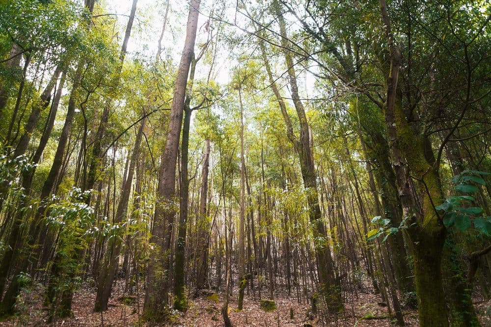 Lush forest with tall trees and sunlight filtering through green foliage.