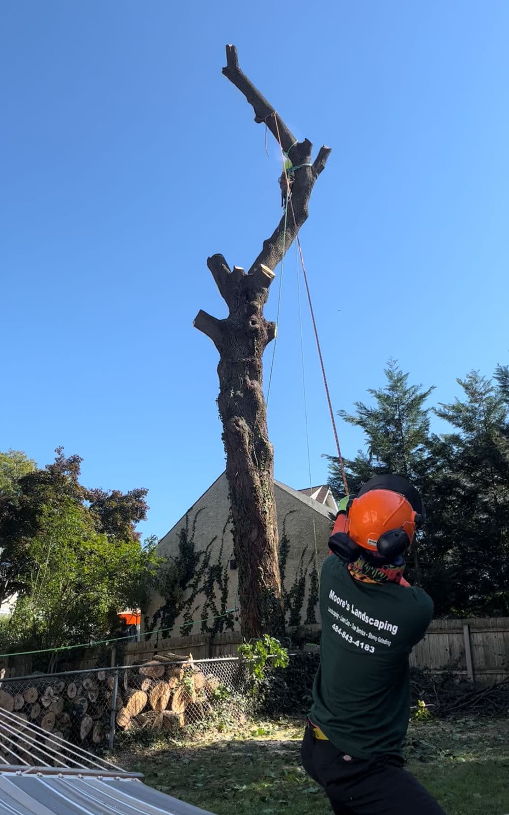 Tree removal in progress by Moores Landscaping, worker in helmet using a rope under blue sky.
