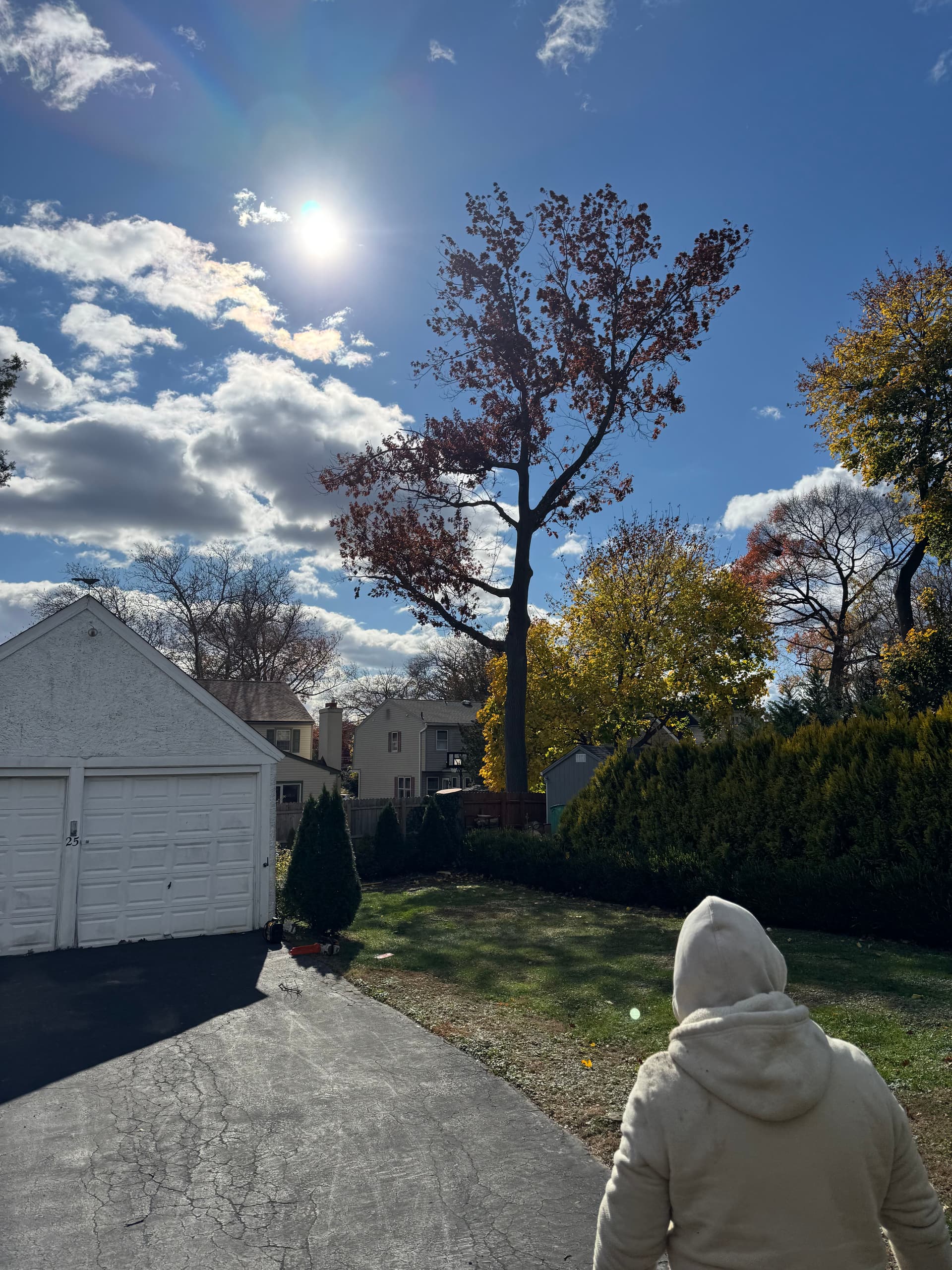 Gallery photos for Safe and Efficient Tree Removal in Havertown: Image #1