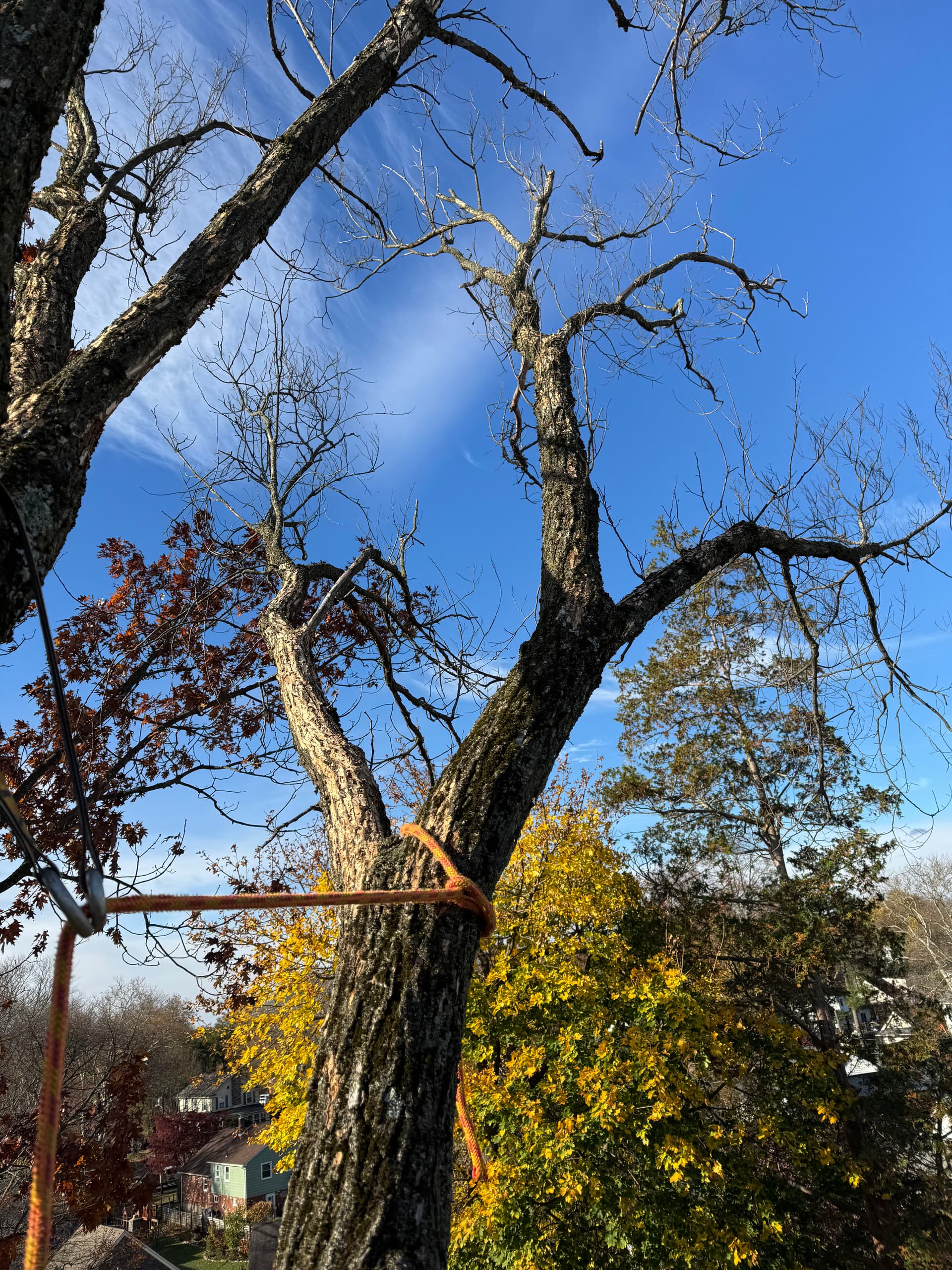 Gallery photos for Safe and Efficient Tree Removal in Havertown: Image #2