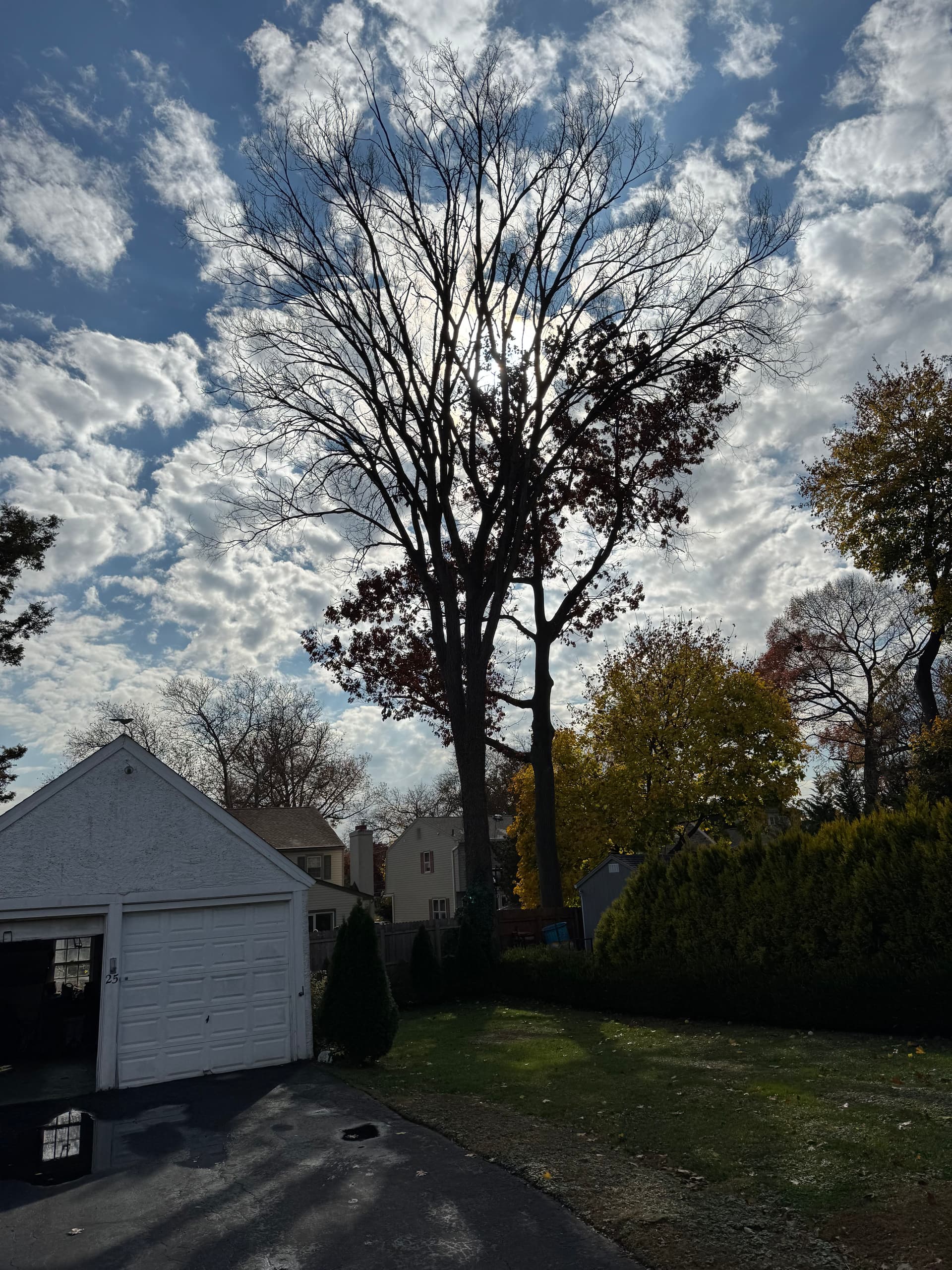 Safe and Efficient Tree Removal in Havertown image