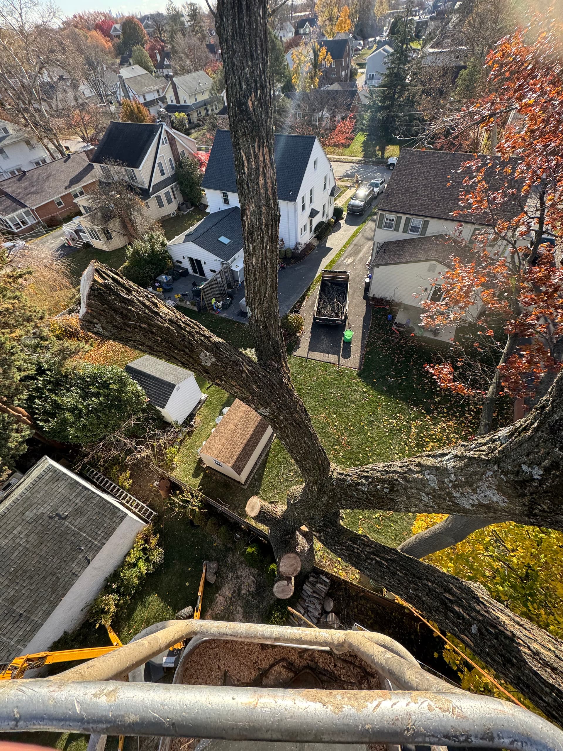 Gallery photos for Safe and Efficient Tree Removal in Havertown: Image #3